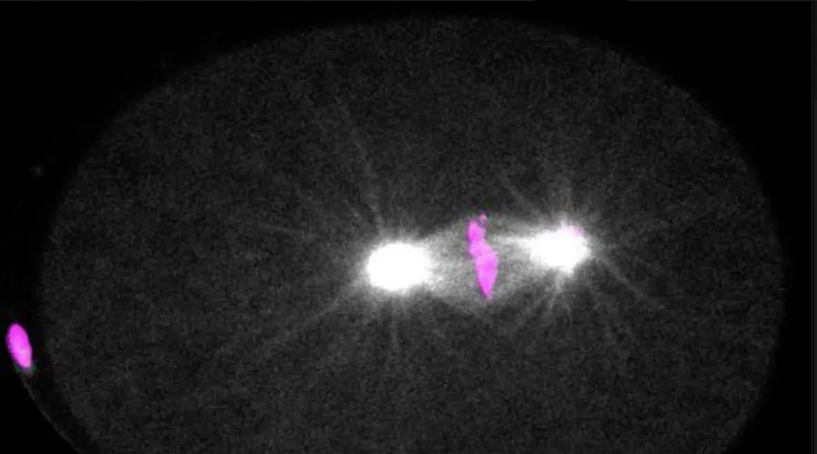 Pamje mikroskopike e ndarjes qelizore të nematodit C. elegans